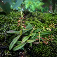 Schoenorchis nivea (Lindl.) Schltr.